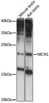 NICN1 Rabbit Polyclonal Antibody