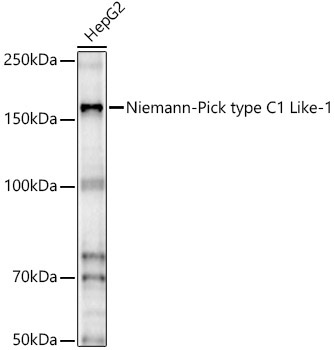 Niemann-Pick type C1 Like-1 Rabbit Polyclonal Antibody