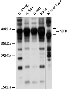 NIFK Rabbit Polyclonal Antibody