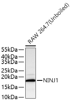 NINJ1 Rabbit Polyclonal Antibody