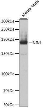 NINL Rabbit Polyclonal Antibody