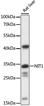 NIT1 Rabbit Polyclonal Antibody