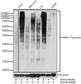 Nitro-Tyrosine Rabbit Polyclonal Antibody