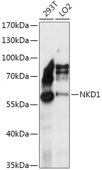 NKD1 Rabbit Polyclonal Antibody