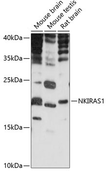 NKIRAS1 Rabbit Polyclonal Antibody