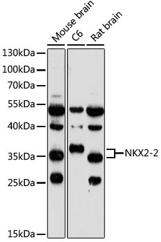 NKX2-2 Rabbit Polyclonal Antibody