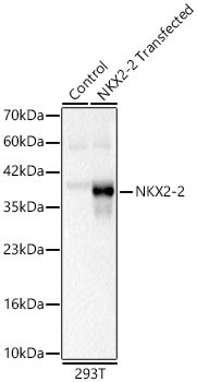 NKX2-2 Rabbit Polyclonal Antibody