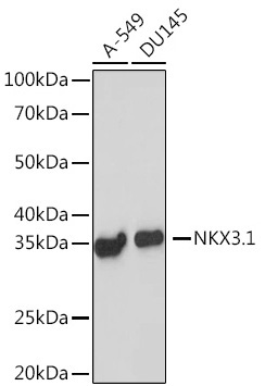 NKX3.1 Rabbit Monoclonal Antibody
