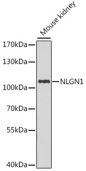 NLGN1 Rabbit Polyclonal Antibody
