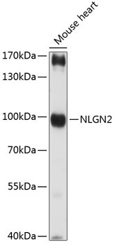 NLGN2 Rabbit Polyclonal Antibody