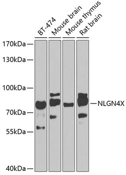 NLGN4X Rabbit Polyclonal Antibody