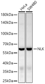 NLK Rabbit Monoclonal Antibody