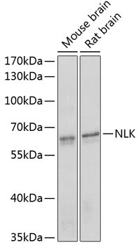 NLK Rabbit Polyclonal Antibody
