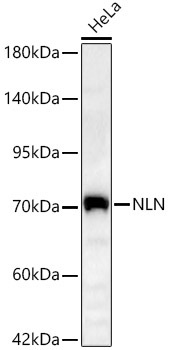 NLN Rabbit Polyclonal Antibody