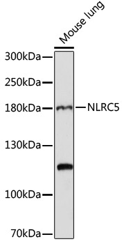 NLRC5 Rabbit Polyclonal Antibody