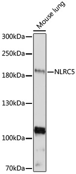 NLRC5 Rabbit Polyclonal Antibody