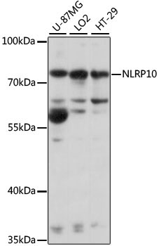 NLRP10 Rabbit Polyclonal Antibody