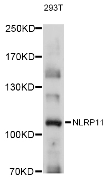 NLRP11 Rabbit Polyclonal Antibody