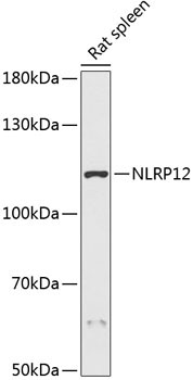 NLRP12 Rabbit Polyclonal Antibody