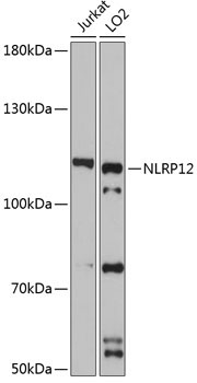 NLRP12 Rabbit Polyclonal Antibody