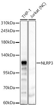 NLRP3 Rabbit Polyclonal Antibody