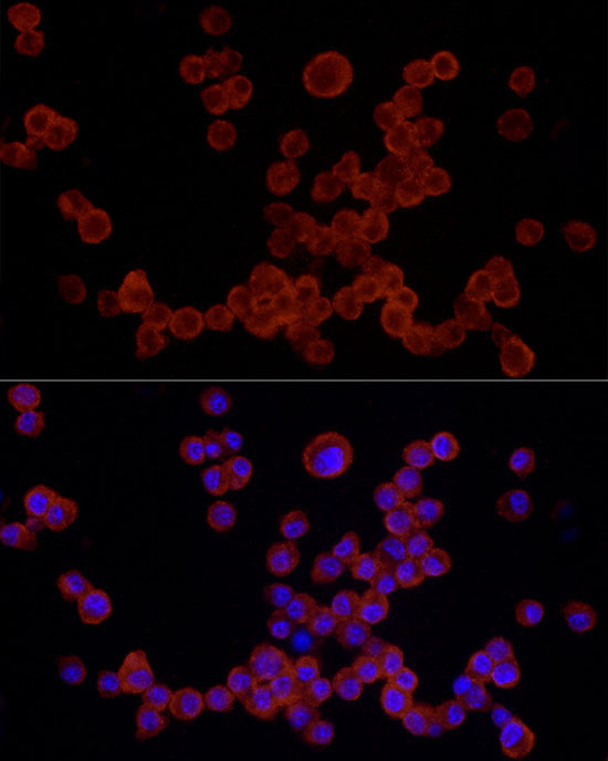 NLRP3 Rabbit Polyclonal Antibody - Image 2