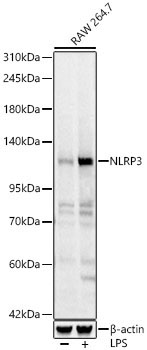 NLRP3 Rabbit Polyclonal Antibody