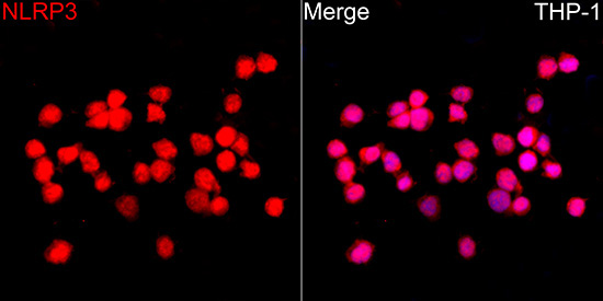 NLRP3 Rabbit Polyclonal Antibody - Image 2