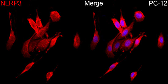 NLRP3 Rabbit Polyclonal Antibody - Image 3