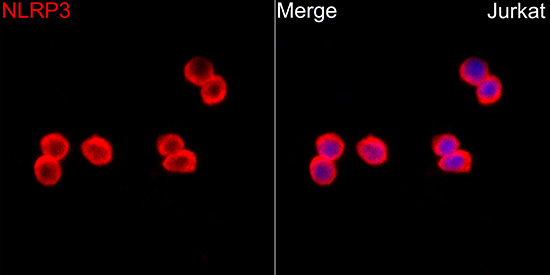 NLRP3 Rabbit Polyclonal Antibody - Image 4
