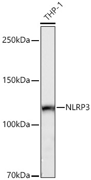 NLRP3 Rabbit Polyclonal Antibody