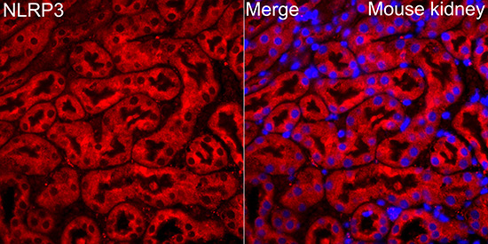 NLRP3 Rabbit Polyclonal Antibody - Image 2