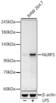 NLRP3 Rabbit Polyclonal Antibody
