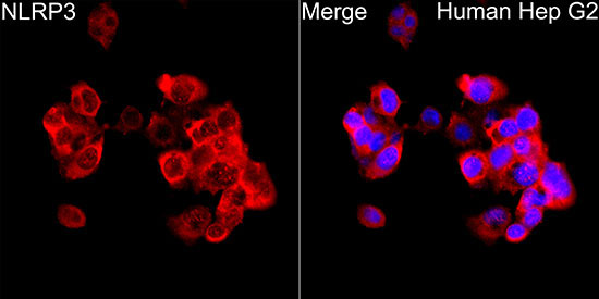 NLRP3 Rabbit Polyclonal Antibody - Image 2