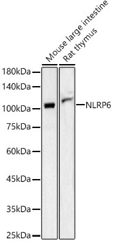 NLRP6 Rabbit Polyclonal Antibody