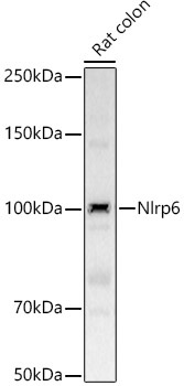 Nlrp6 Rabbit Polyclonal Antibody