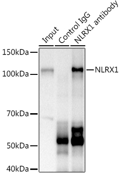 NLRX1 Rabbit Polyclonal Antibody - Image 2