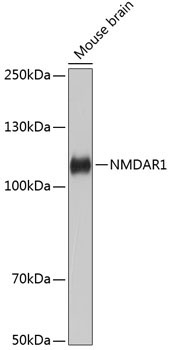 NMDAR1 Rabbit Monoclonal Antibody