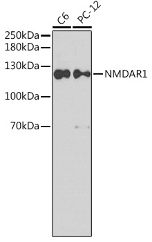 NMDAR1 Rabbit Polyclonal Antibody
