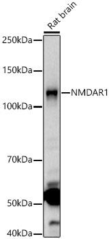 NMDAR1 Rabbit Polyclonal Antibody