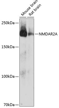 NMDAR2A Rabbit Monoclonal Antibody