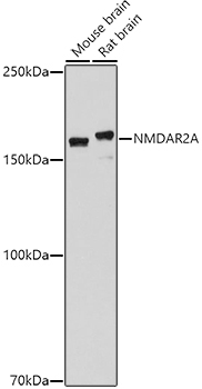 NMDAR2A Rabbit Polyclonal Antibody
