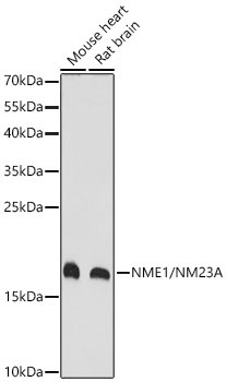NME1/NM23A Rabbit Polyclonal Antibody