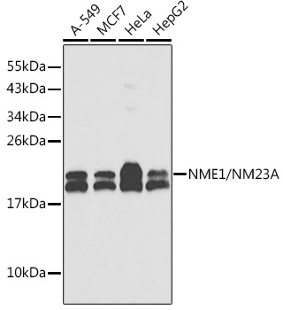NME1/NM23A Rabbit Polyclonal Antibody
