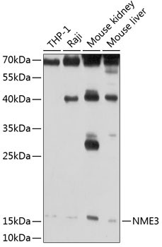 NME3 Rabbit Polyclonal Antibody