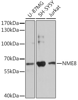 NME8 Rabbit Polyclonal Antibody