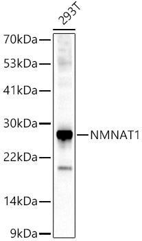 NMNAT1 Rabbit Polyclonal Antibody