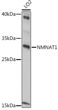 NMNAT1 Rabbit Polyclonal Antibody