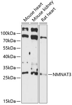 NMNAT3 Rabbit Polyclonal Antibody