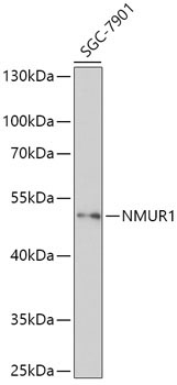 NMUR1 Rabbit Polyclonal Antibody
